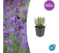 Lavandula ang. Munstead' | 48 pièces - 10-25cm - Ø9cm - Plante de jardin