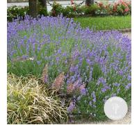 Lavandula angustifolia 'Hidcote' - Lavande - Arbuste - Rustique - D9 cm - H10-15 cm