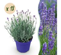 Lavandula angustifolia Hidcote - Lavande - Rustique - Pourpre - 18 Plantes - 15-25cm - Ø12cm - Plante de jardin