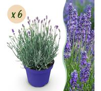 Lavandula angustifolia Hidcote - Lavande - Rustique - Pourpre - 6 Plantes - 15-25cm - Ø12cm - Plante de jardin