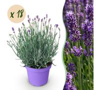 Lavandula angustifolia Munstead - Lavande - Rustique - Pourpre - 18 Plantes - 20-25cm - Ø12cm - Plante de jardin