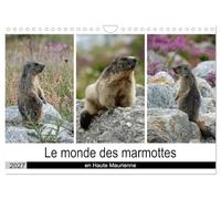 Le monde des marmottes en Haute Maurienne (Calendrier mural 2027 DIN A4 vertical), CALVENDO calendrier mensuel: La vie trépidente de marmottes qui ... de passer une hibernation en toute sécurité.