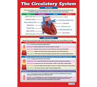 Le système circulatoire | Affiches scientifiques | Papier brillant laminé mesurant 850 mm x 594 mm (A1) | Tableaux scientifiques pour la salle de classe | Tableaux éducatifs par Daydream Education