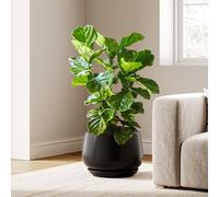 LE TAUCI Pot de Fleurs en Céramique, Pot pour Plantes 30 cm avec Trou de Drainage et Soucoupe, Pot de Fleurs d’Intérieur Durable pour Décoration Moderne de la Maison, Noir