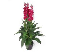 Leaf Design UK Orchidée Artificielle Rose 100 cm