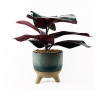 Leaf Design UK Plante Artificielle réaliste avec Pot Ficus 35 cm