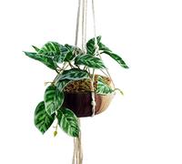 Leaf Design UK Pot de Fleurs Artificiel réaliste à Suspendre Pothos 85 cm