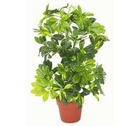 Leaf Feuille Artificielle Schefflera Arboricola - Arboricola - 75 cm