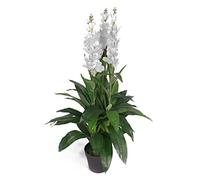 Leaf Feuille d'Orchidée Artificielle Cymbidium - Pot en Plastique Noir - Fleurs Blanches - 100 cm