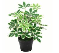 Leaf Schefflera Arboricola Parapluie Artificiel en Plastique Noir 55 cm