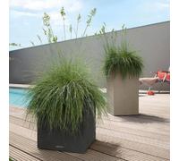 Lechuza Canto Stone 30 Low - Noir Graphite