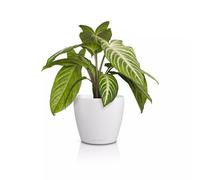 LECHUZA Classico Color 14 Deco 16681 Pot de Table Blanc Surface Mate Ø 15 x 13,5 cm