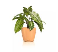 LECHUZA Classico Color 14 Deco Papaya 16685 Vase de Table Surface Mate Ø 15 x 13,5 cm