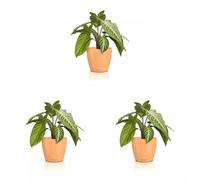 Lechuza Classico Color 14 Deco Papaya 16685 Vase de Table Surface Mate Ø 15 x 13,5 cm (Lot de 3)