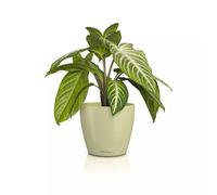LECHUZA Classico Color 14 Deco Pot de Table en Tilleul Mat Ø 15 x 13,5 cm 16683