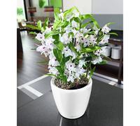 LECHUZA Jardinière de table CLASSICO LS 21 ALL-IN-ONE - Blanc brillant