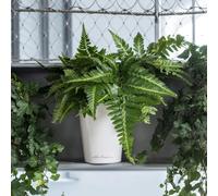 LECHUZA Jardinière DELTINI - Blanc brillant