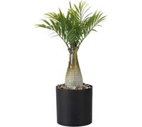 Led Simulation Plant Night Light Simulation Plant Desk Lamp Simulated Potted Plants Lights Warm Light for Home Living Room Nice processing