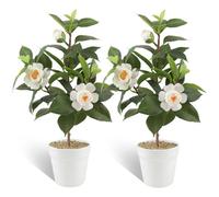 LEIMEND 2 Pcs Fleurs Artificielles Petite Fleur Artificielle en Pot Blanc | Camélia Artificiel Centre de Table Fleur Pot de Plante Artificielle pour la Décoration de la Maison du Bureau ou de I'hôtel