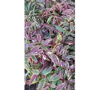 Leucothoe fontanesiana WHITEWATER® 'Howw'