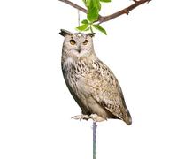 Leurre d'oiseau - Conception réfléchissante de Lutte antiparasitaire, Structure réaliste en Forme de prédateur, Forme d'affichage de Dissuasion extérieure | Solution de Protection répulsive cont