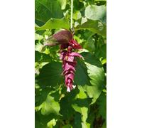 Leycesteria formosa / Arbre aux Faisans