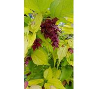 Leycesteria formosa GOLDEN LANTERNS® 'Notbruce' / Arbre aux faisans doré