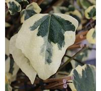 Lierre de Colchide 'Dentata Variegata' - Hedera colchica 'Dentata Variegata' 50-60 cm pot | Grimpante persistante, feuillage vert & crème, idéal mur & pergola