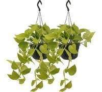 Lierre du Japon - Epipremnum Golden Pothos - Scindapsus - Plante d'intérieur