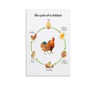 Life Cycle of a Chicken Poster Educational Farm to Table Biology Chart Science Classroom Decor Wall-Art for Preschool Elementary(Unframed,12x18inch(30x45cm))