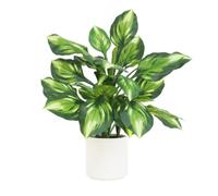 Ligne Déco - Dieffenbachia Camilla Artificiel 65cm | Plante Artificielle Pot Plastique Blanc Cassé Intérieur Imitation Terre | Decoration Maison Réaliste | Fausse Plante Interieur