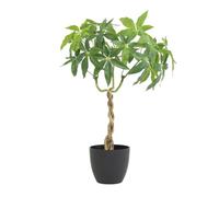 Ligne Déco - Pachira Artificiel 60cm | Plante Artificielle Pot Ogive Plastique Noir Intérieur Imitation Terre | Decoration Maison Élégante et Réaliste | Fausse Plante Pachira Interieur