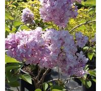Lilas commun 'Katherine Havemeyer' - Syringa vulgaris 'Katherine Havemeyer' 40-60 cm pot | Arbuste ornemental, fleurs mauves parfumées, parfait haie fleurie