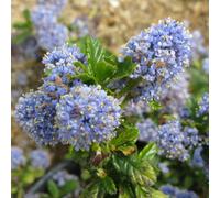 Lilas de californie - ceanothus 'blue mound' - 40-50 cm pot