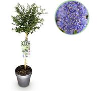 Lilas de Californie (Ceanothus thyrsiflorus Repens) Ø19cm, hauteur 90cm