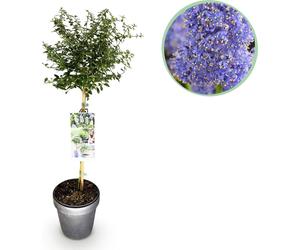 Lilas de Californie (Ceanothus thyrsiflorus Repens) Ø19cm, hauteur 90cm