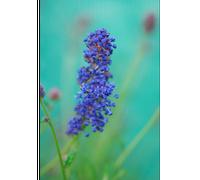 Lilas de californie 'italian skies' taille du pot - en pot de 5 litres