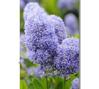 Lilas de californie 'skylark' taille du pot - en pot de 5 litres