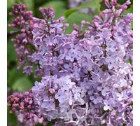 Lilas Laciniata - Syringa Laciniata 40/60 cm Pot 3l - Plante En Pot - Hauteur 40/60 cm