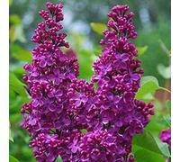Lilas noble - Syringa vulgaris « Andenken Ludwig Spaeth » | 60-80 cm en conteneur