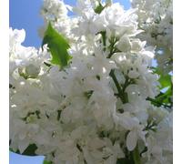 Lilas noble - Syringa vulgaris « Madame Lemoine » | 60-80 cm en conteneur