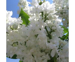 Lilas noble - Syringa vulgaris « Madame Lemoine » | 60-80 cm en conteneur