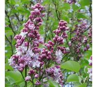 Lilas noble - Syringa vulgaris « Michel Buchner » | 60-80 cm en conteneur