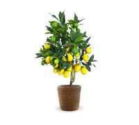 Limequat avec panier en jonc de mer - agrume méditerranéen - arbre fruitier - ↕ 75-85 cm - ⌀ 25 cm