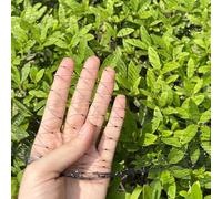 LINSOCLE Filet Anti-Oiseaux Noir 6m x 10m - pour Le Jardin - Protection Cerisiers, Arbres Fruitiers & Légumes - Empêche Les Dommages sur Les Fruits et Les Plantes