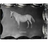 Lipicán - cristal avec image de cheval, statuette en verre avec image, cadre unique avec image de la marque Art-Dog