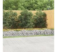 Vidaxl Lit Surélevé À Gabions Arqué 600x50x50 Cm Fer Galvanisé