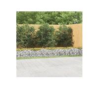 Vidaxl Lit Surélevé À Gabions Arqué 800x100x50 Cm Fer Galvanisé