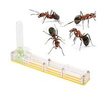 Liukouu Ferme à Fourmis, nid à Fourmis à Insectes, boîte d'alimentation, formicarium éducatif, Habitat pour Les Fourmis vivantes, écosystème d'alimentation des Fourmis(Jaune)