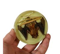 LKYLVEE Animaux de taxidermie de Chauve-Souris réels - Modèle de Chauve-Souris en résine - pour spécimens éducatifs en Salle de e Sciences